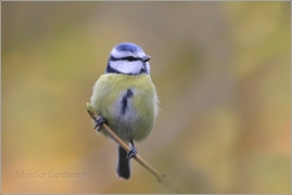 <p>SÝKORA MODŘINKA (Cyanistes caeruleus) /Eurasian blue tit - Blaumeise/</p>